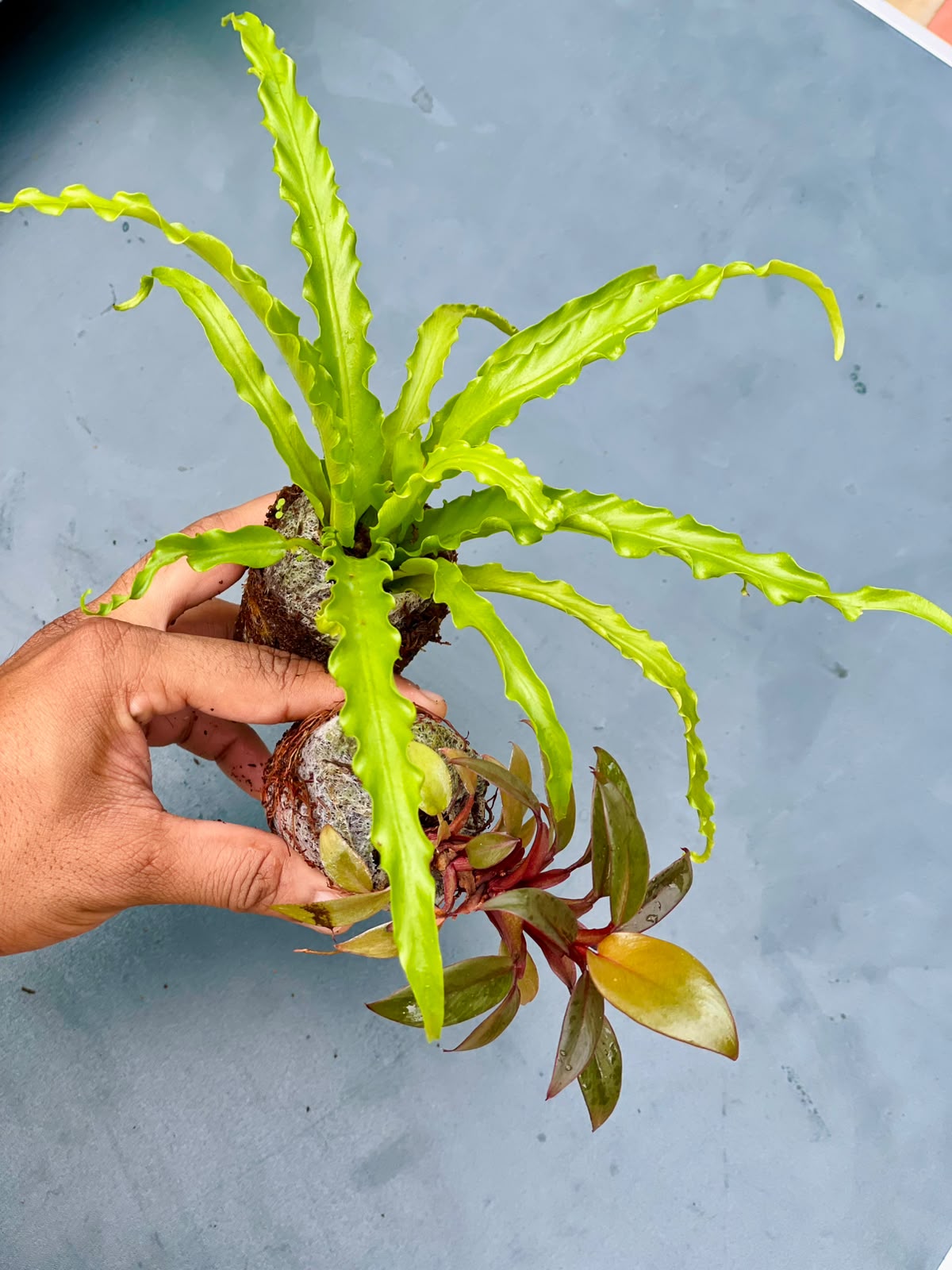 The Low Light Combo (Seedling) - 2 Plants