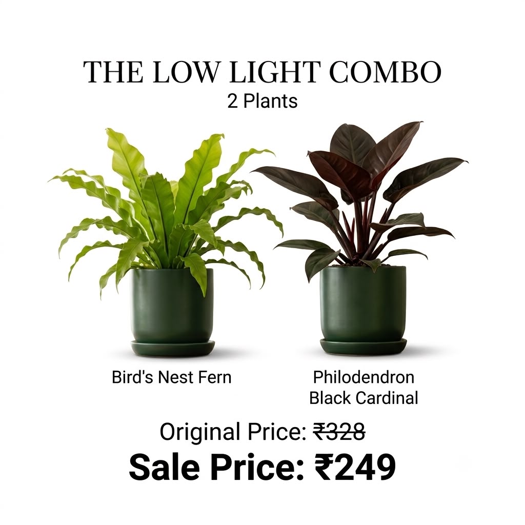 The Low Light Combo (Seedling) - 2 Plants