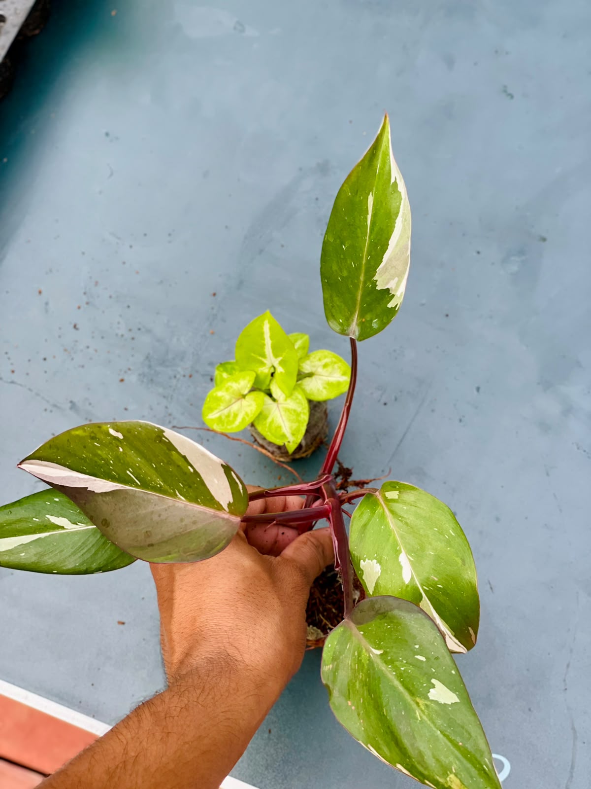The Pink Pair Combo (Seedling) - 2 Plants Combo