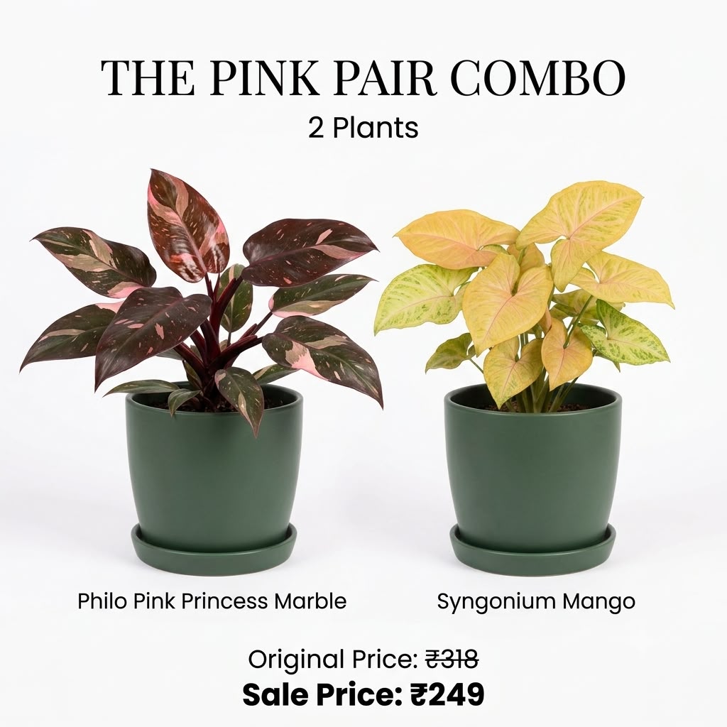 The Pink Pair Combo (Seedling) - 2 Plants Combo