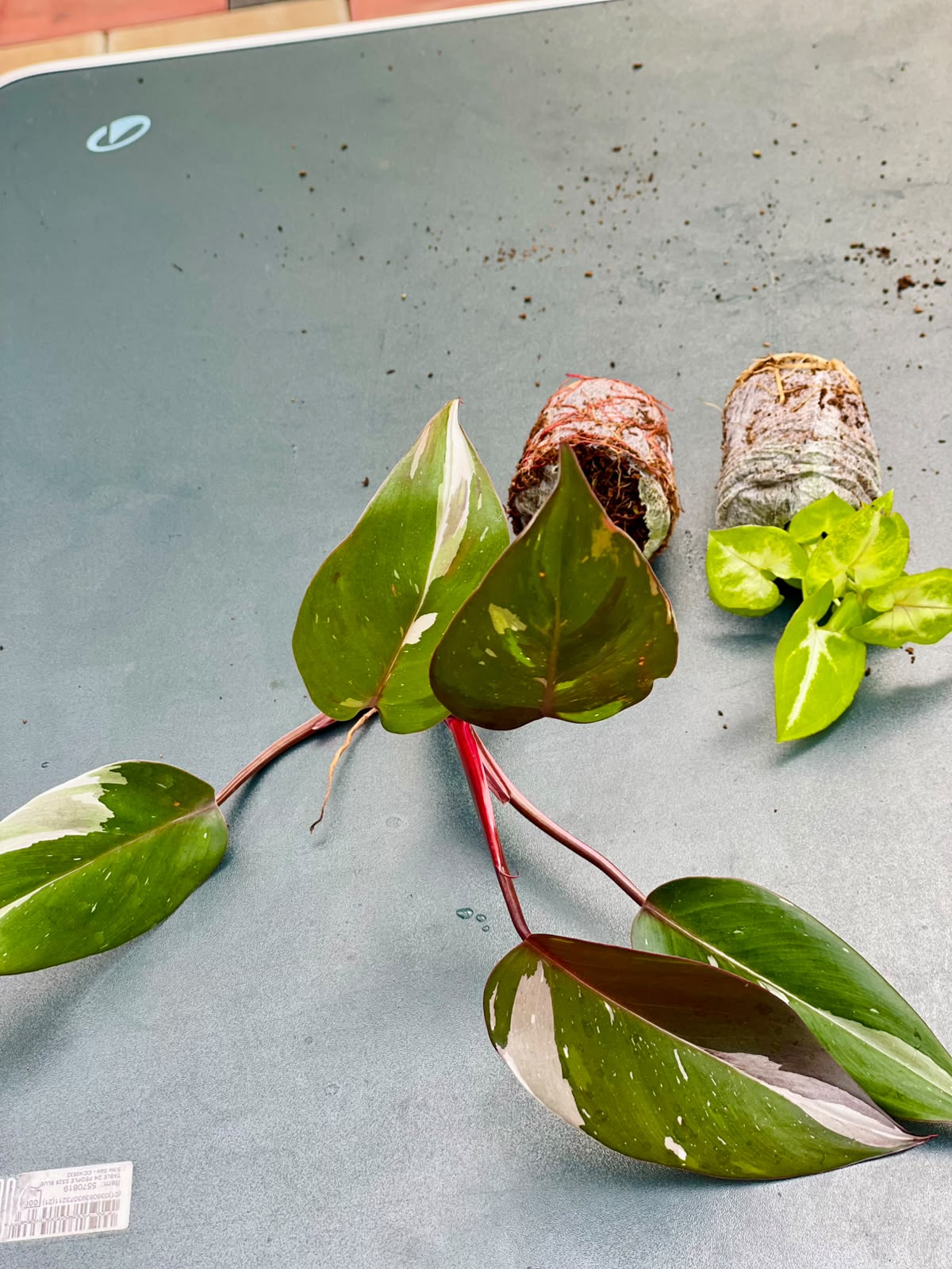 The Pink Pair Combo (Seedling) - 2 Plants Combo