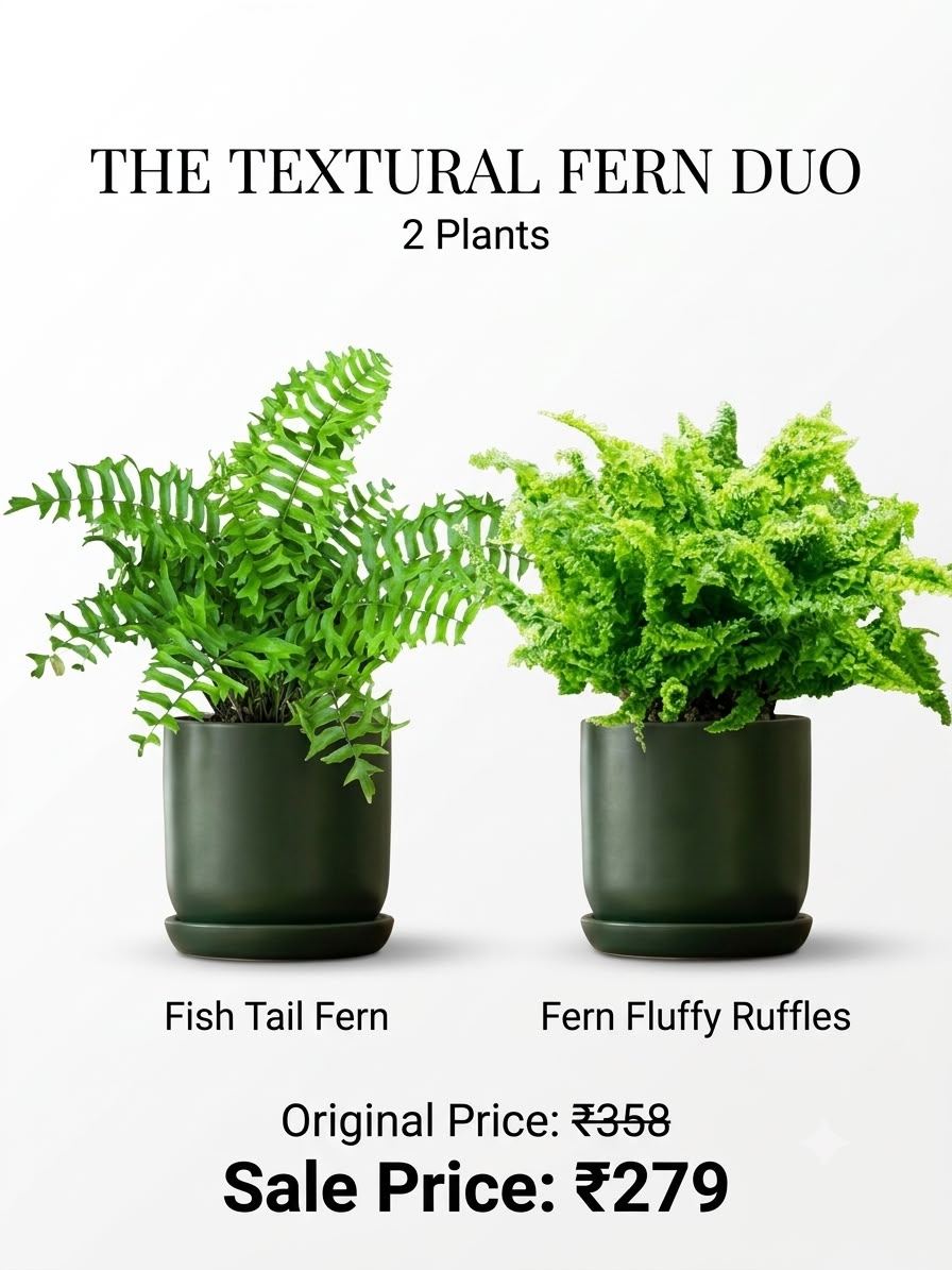 The Bathroom Friends Combo (Seedling) - 2 Plants