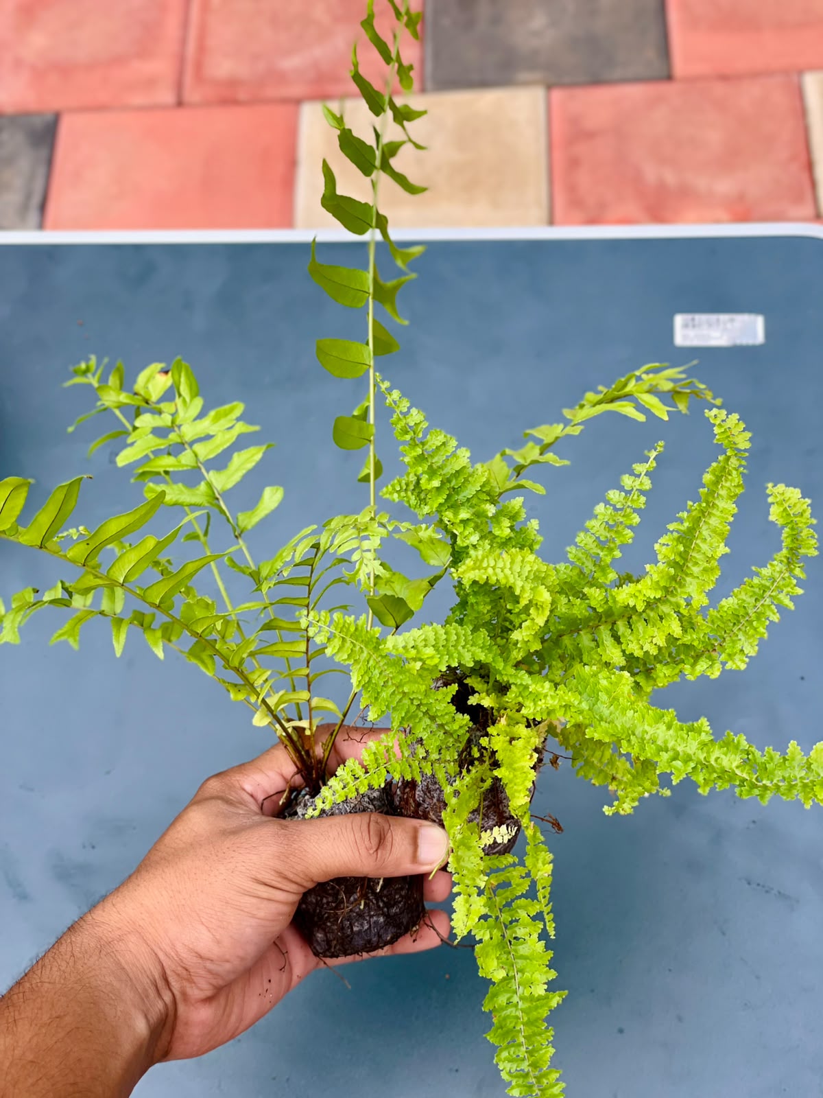 The Bathroom Friends Combo (Seedling) - 2 Plants