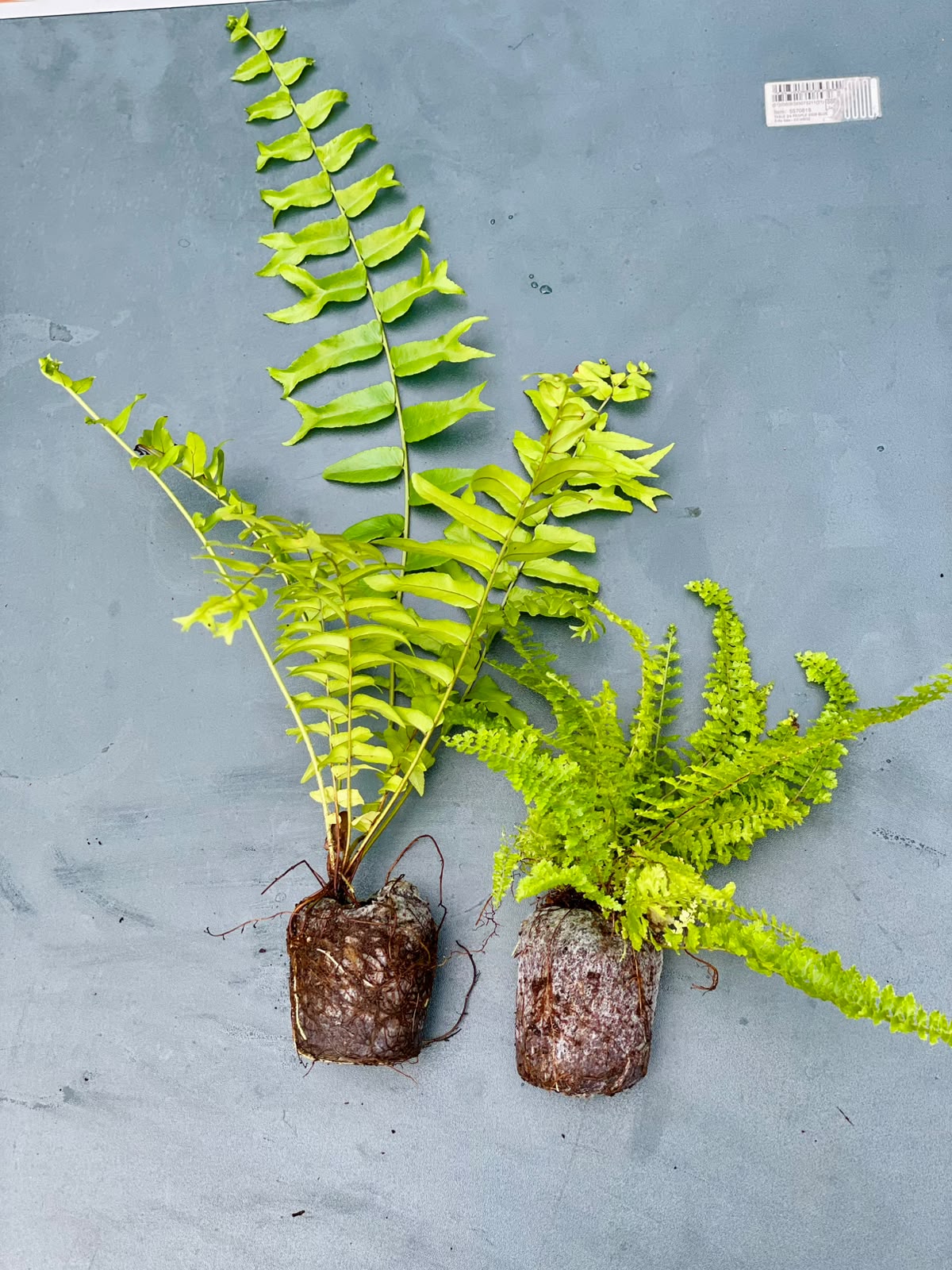 The Bathroom Friends Combo (Seedling) - 2 Plants