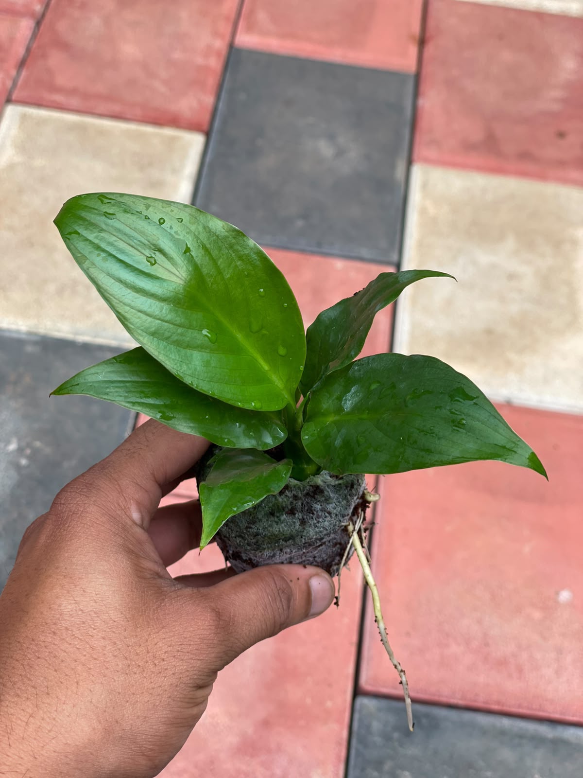 The Hard-to-Kill Beginner Combo (Seedling) - 2 Plants