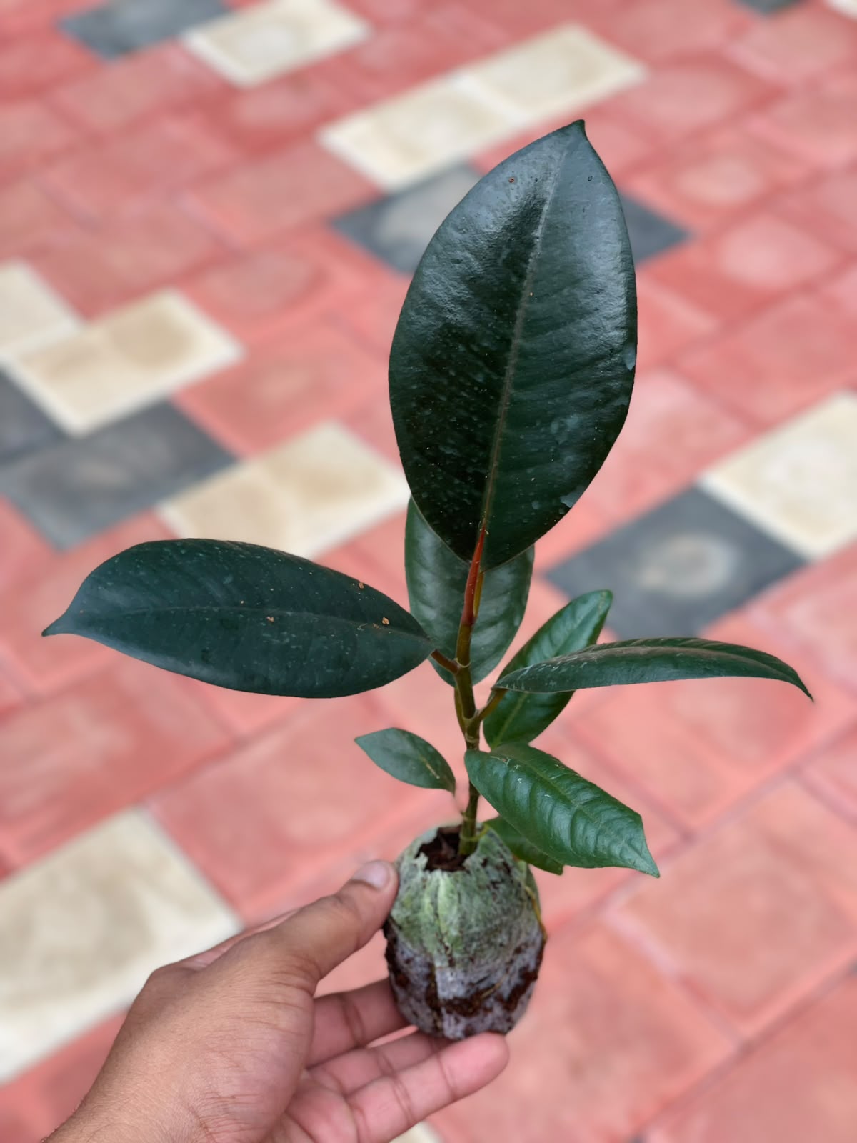 The Hard-to-Kill Beginner Combo (Seedling) - 2 Plants