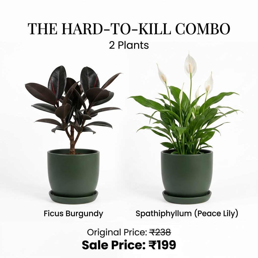 The Hard-to-Kill Beginner Combo (Seedling) - 2 Plants