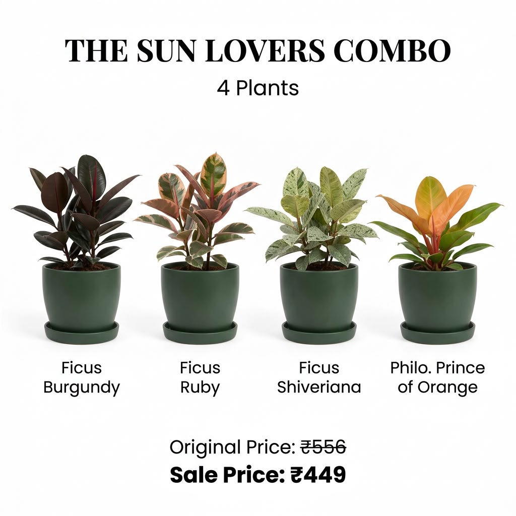 The Sun Lovers Combo (Seedling) - 4 Plants