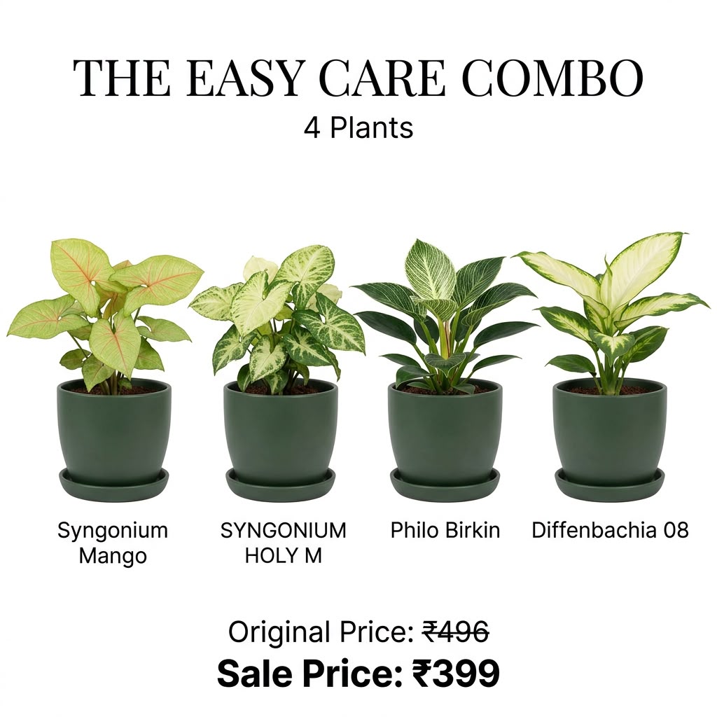 The Easy Care Combo (Seedling) - 4 Plants