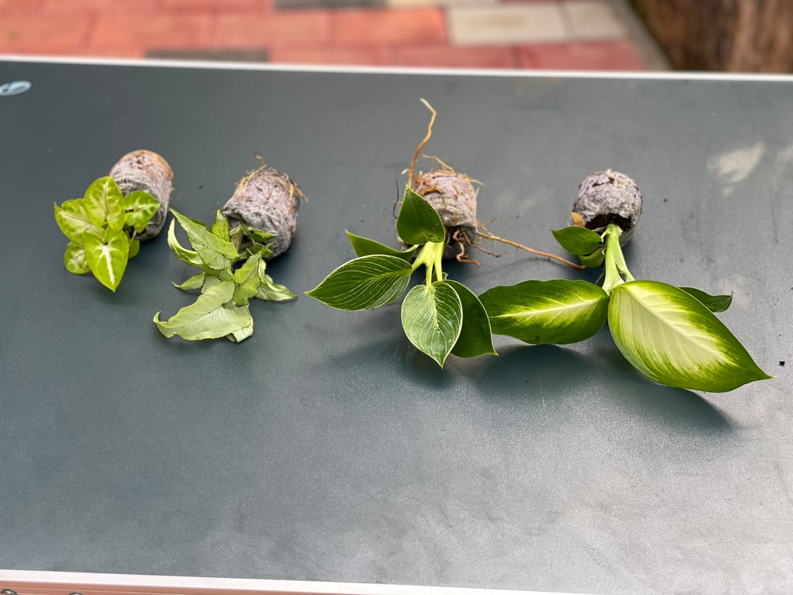 The Easy Care Combo (Seedling) - 4 Plants