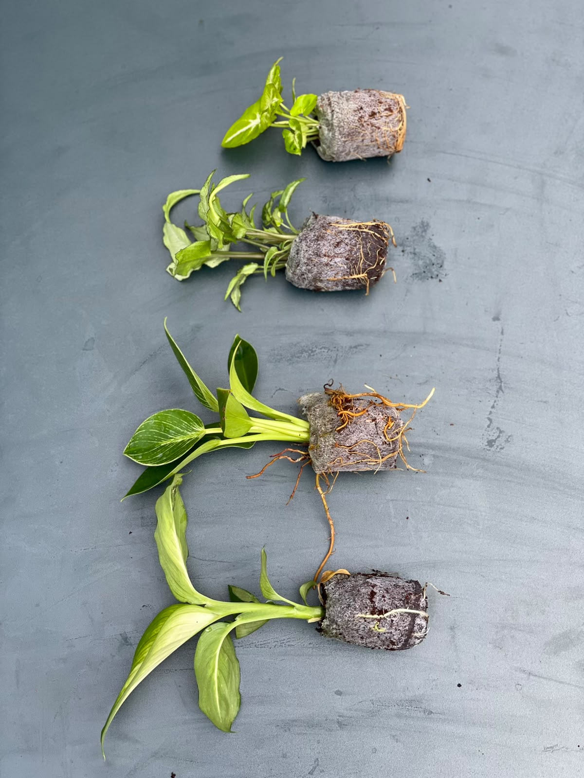 The Easy Care Combo (Seedling) - 4 Plants
