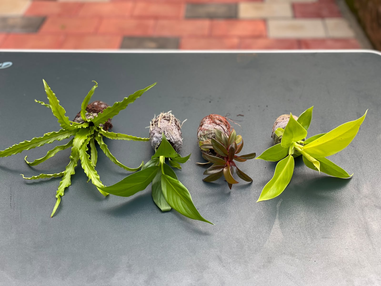 The Clean Air Combo (Seedling) - 4 Plants