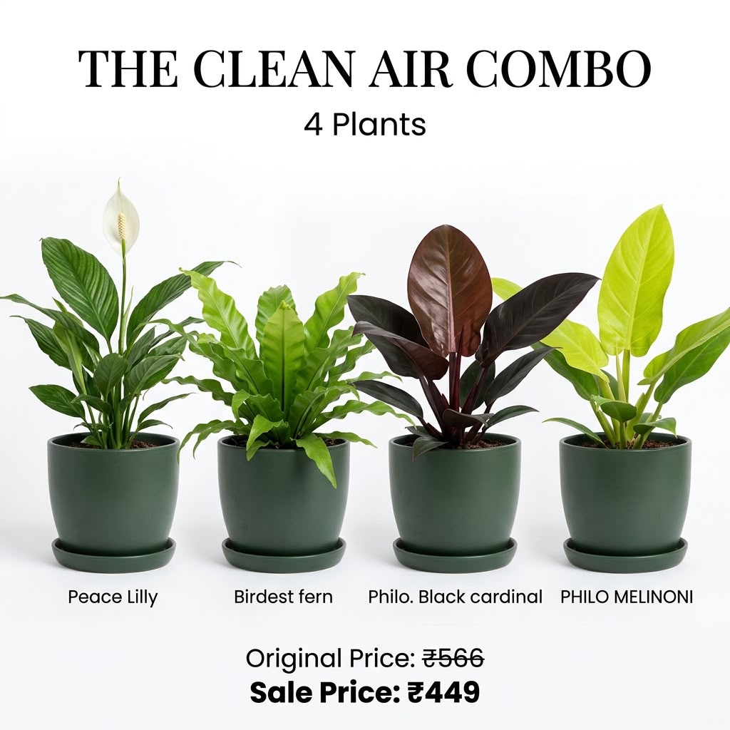 The Clean Air Combo (Seedling) - 4 Plants