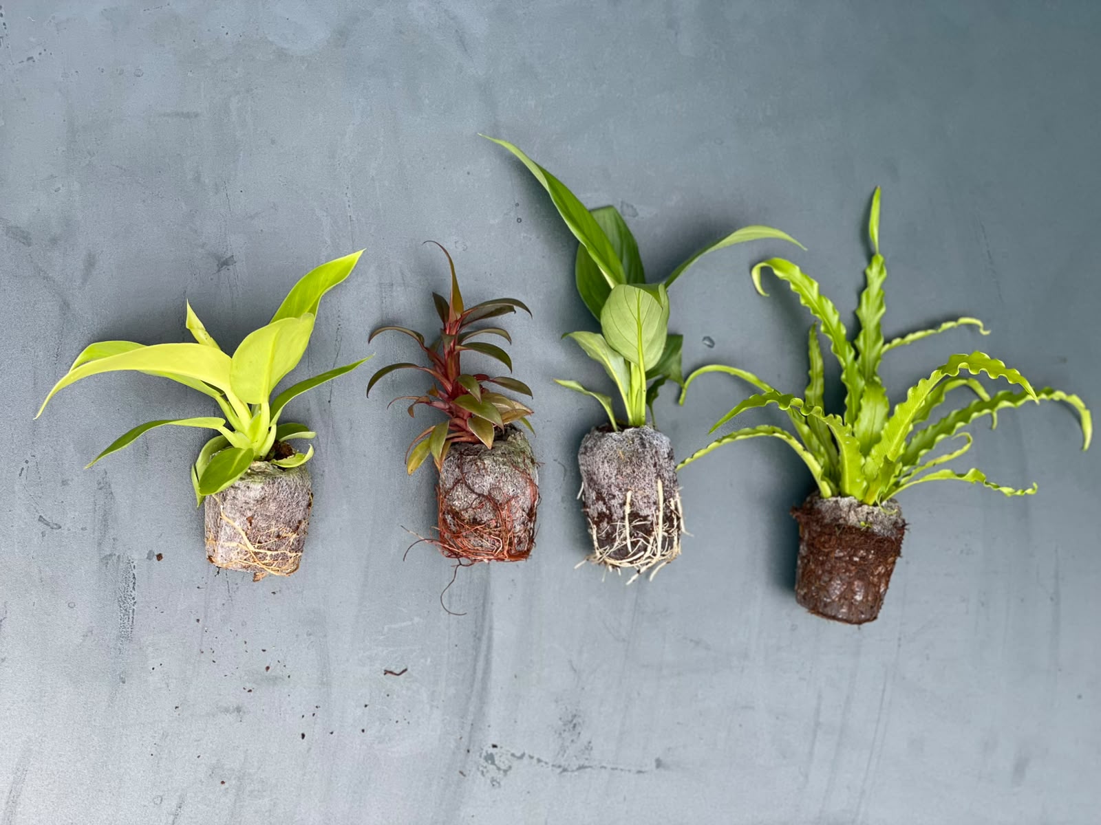 The Clean Air Combo (Seedling) - 4 Plants