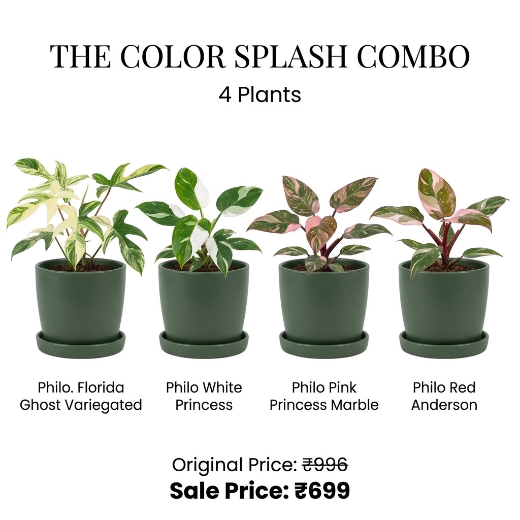 The Color Splash Combo (Seedling) - 4 Plants