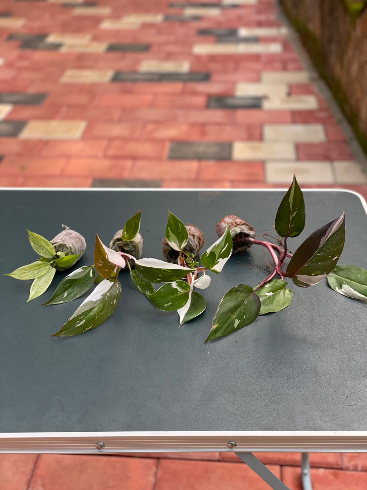 The Color Splash Combo (Seedling) - 4 Plants