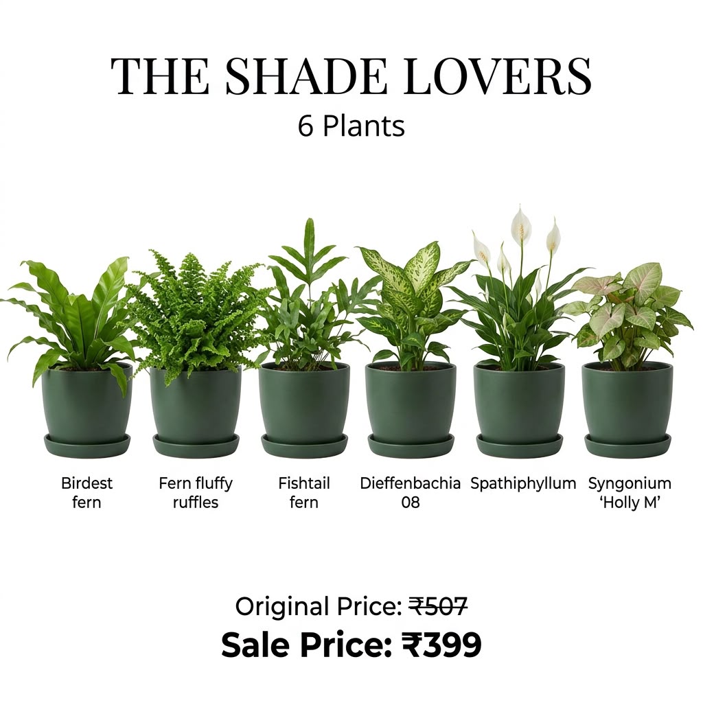 The Shade Lovers (Seedling) - 6 Plants