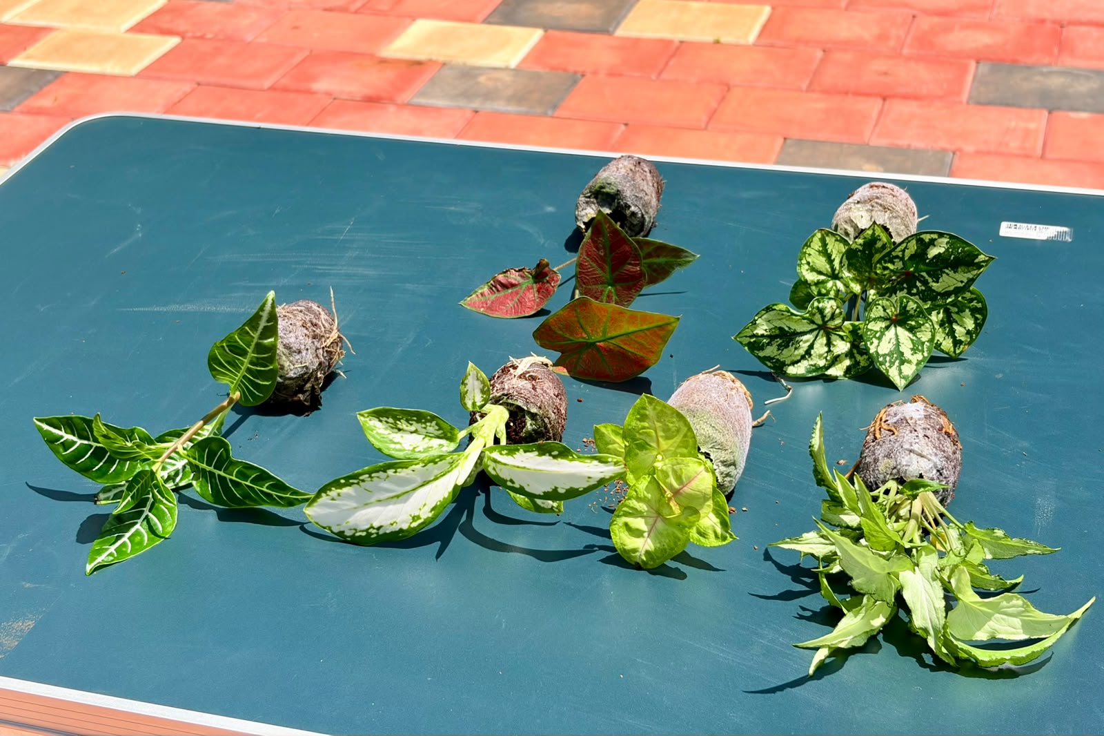 The Painted Leaves (Seedling) - 6 Plants