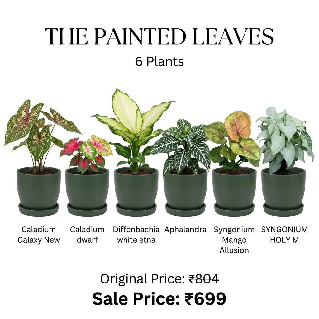 The Painted Leaves (Seedling) - 6 Plants