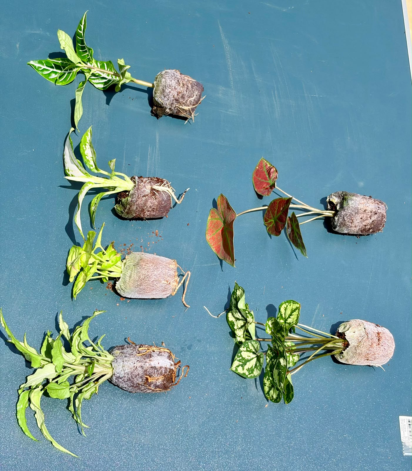 The Painted Leaves (Seedling) - 6 Plants