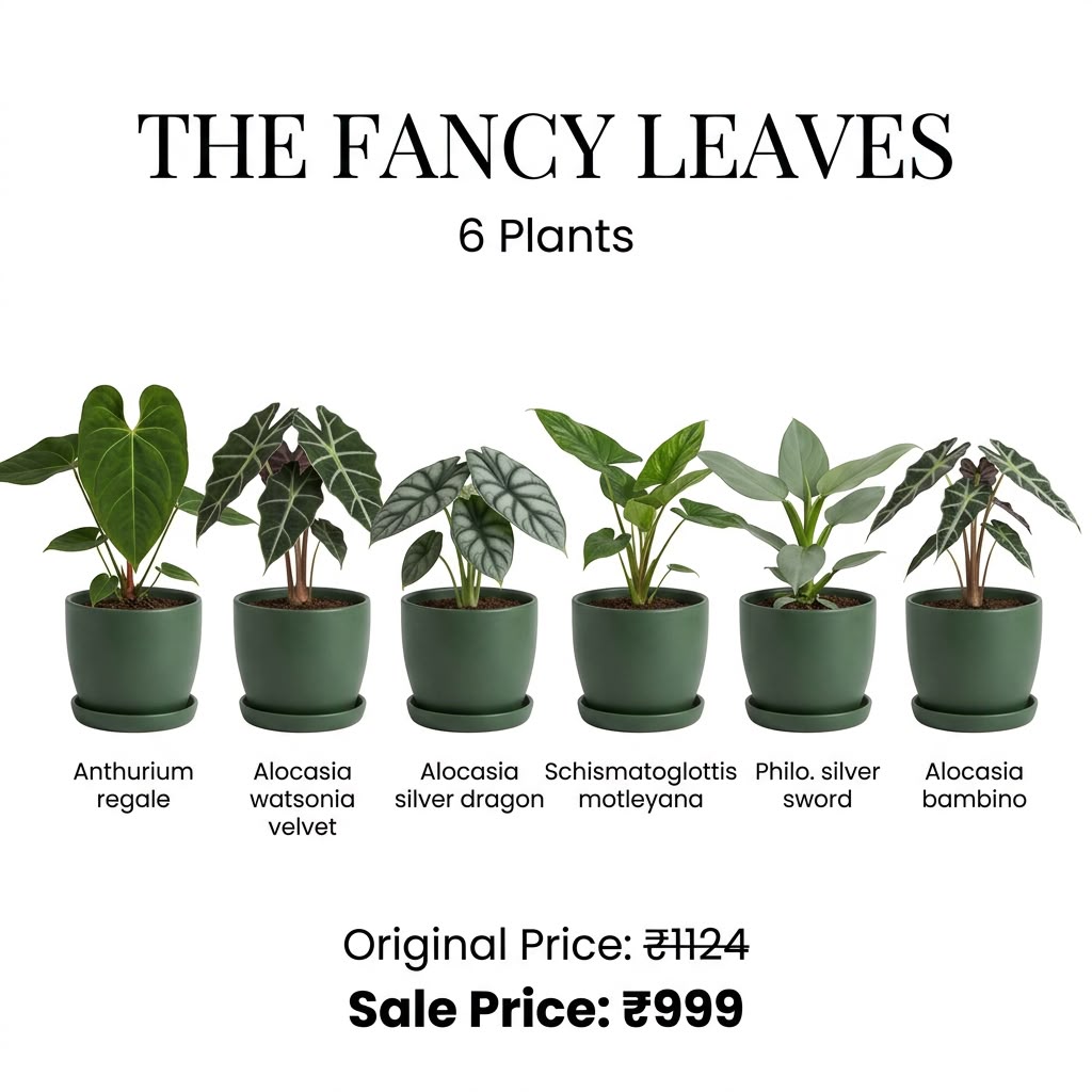 The Fancy Leaves (Seedling) - 6 Plants