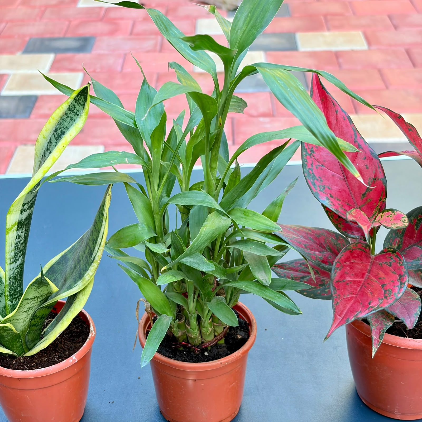 The Good Luck Combo - 3 Plants (Potted)