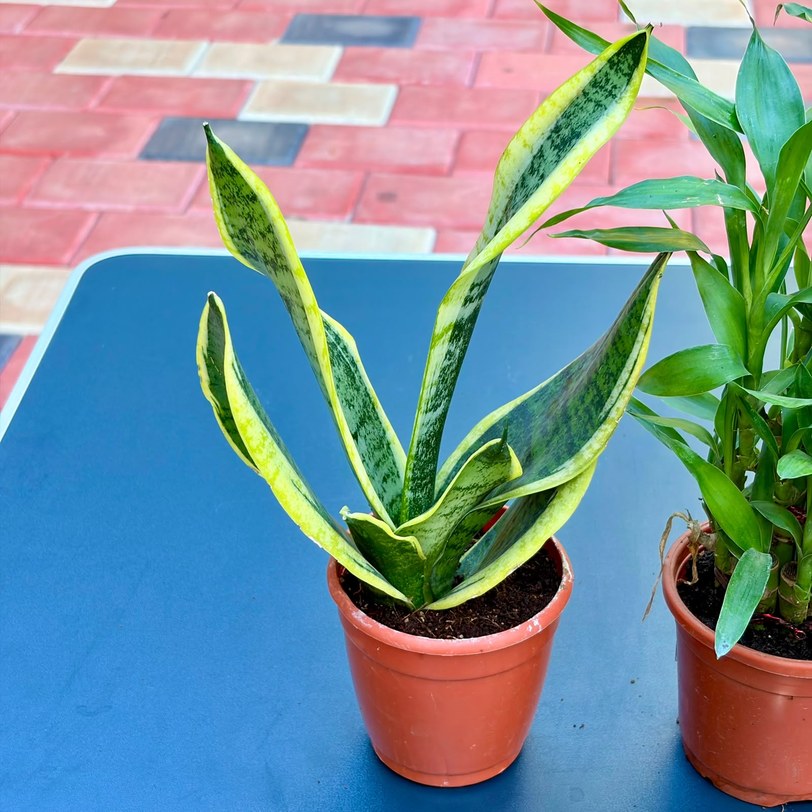 The Good Luck Combo - 3 Plants (Potted)