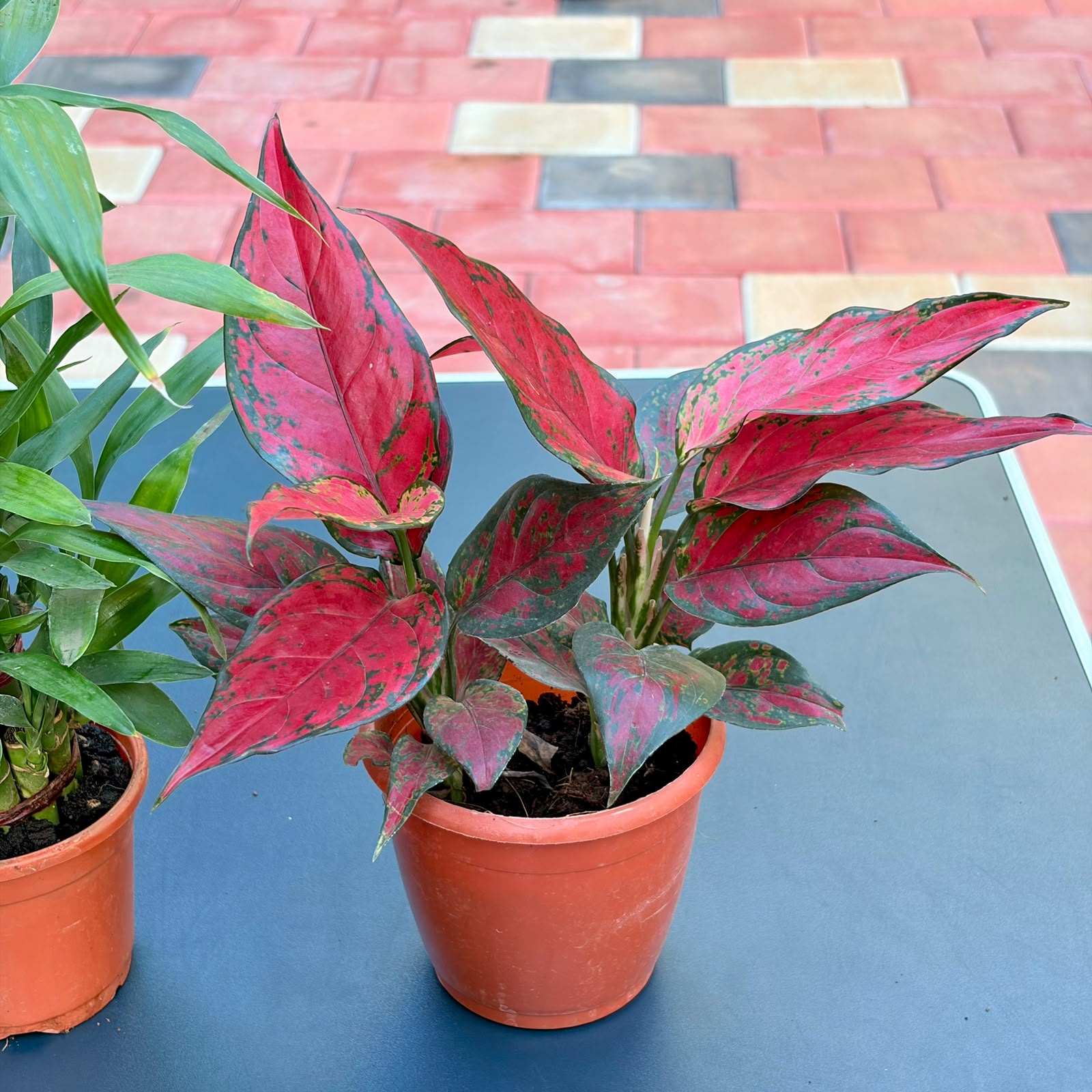 The Good Luck Combo - 3 Plants (Potted)