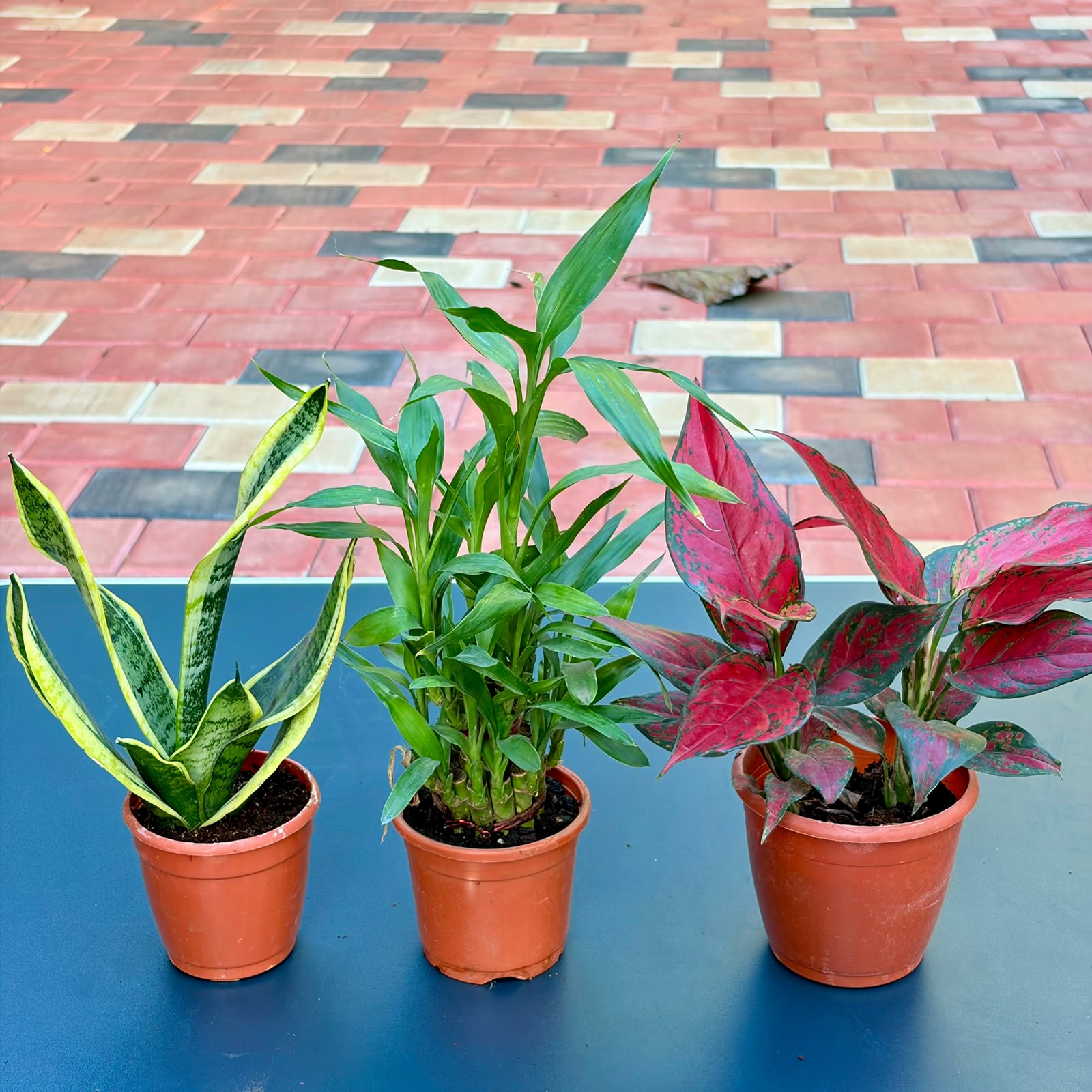 The Good Luck Combo - 3 Plants (Potted)