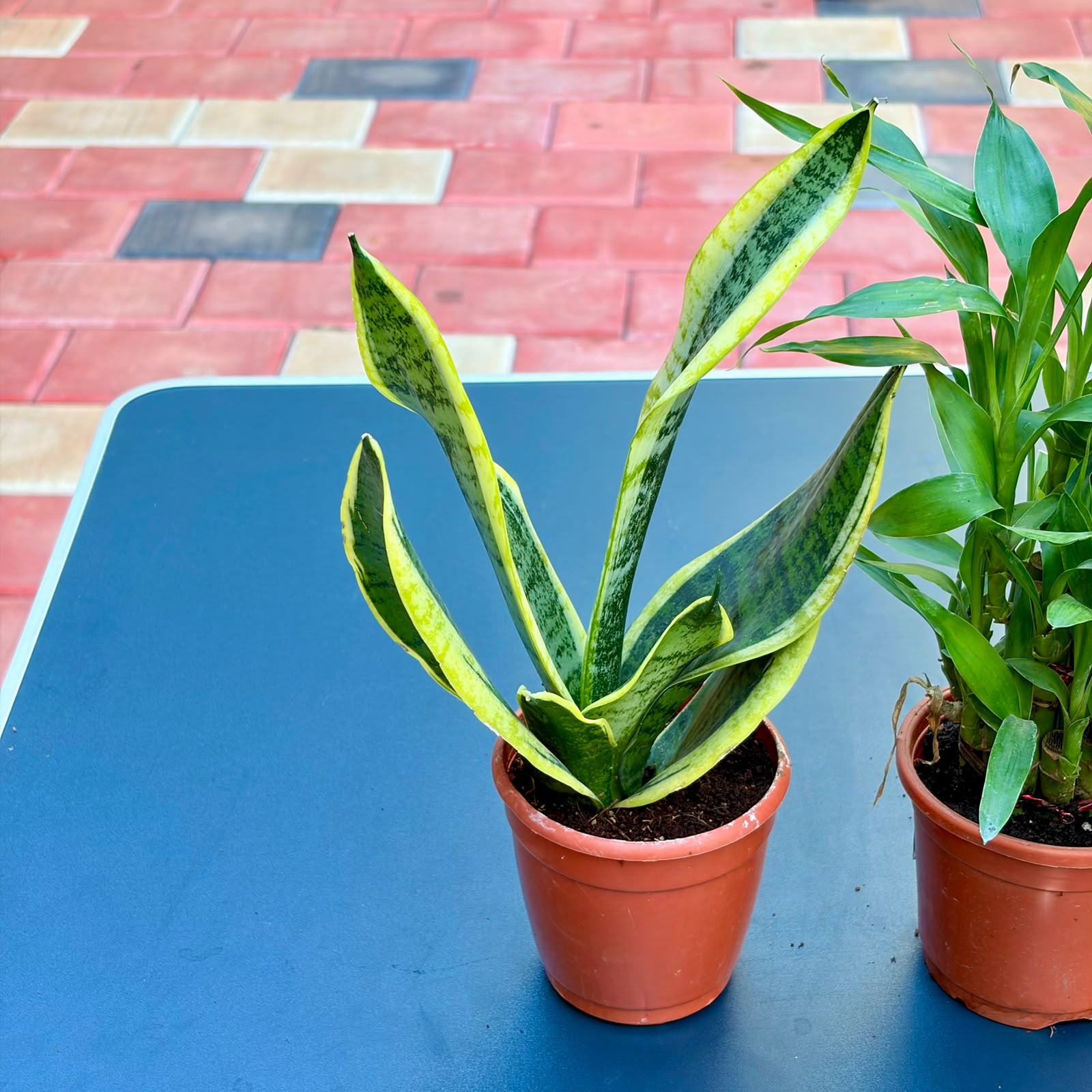 The Unkillable Desk Combo – 3 Plants (Potted)
