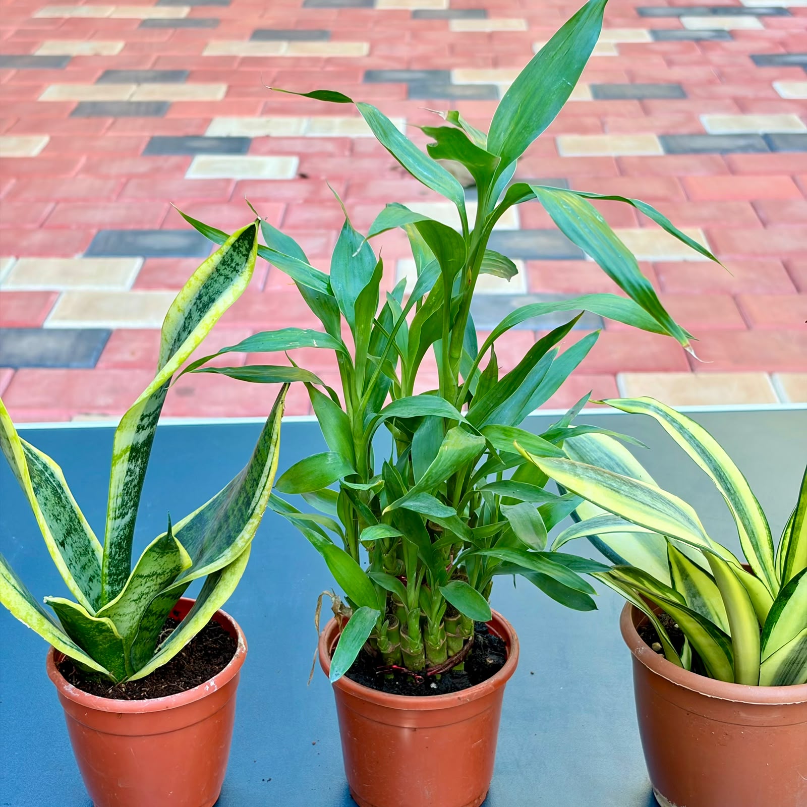 The Unkillable Desk Combo – 3 Plants (Potted)