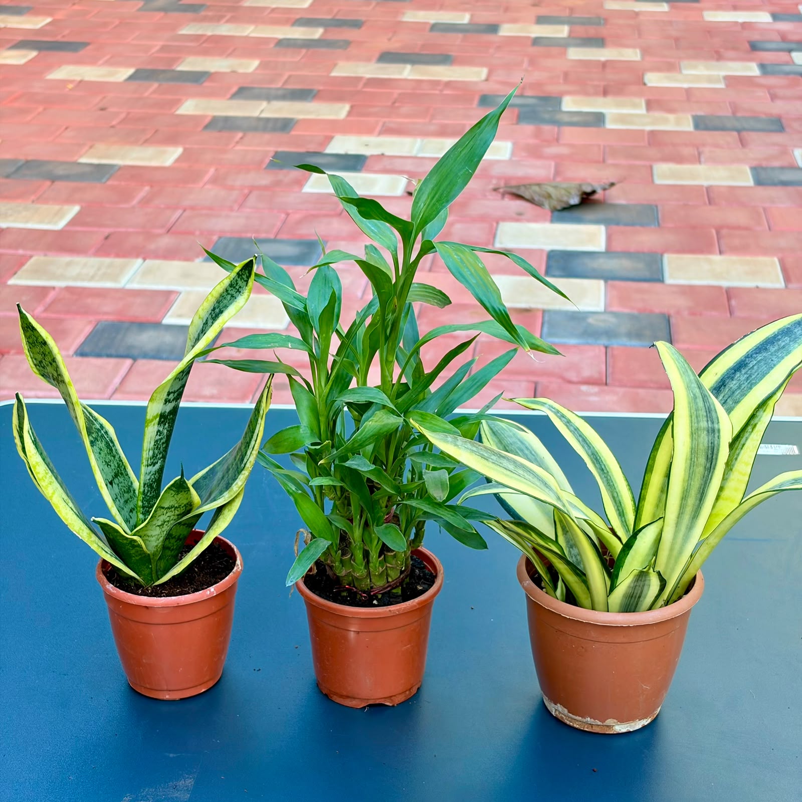 The Unkillable Desk Combo – 3 Plants (Potted)