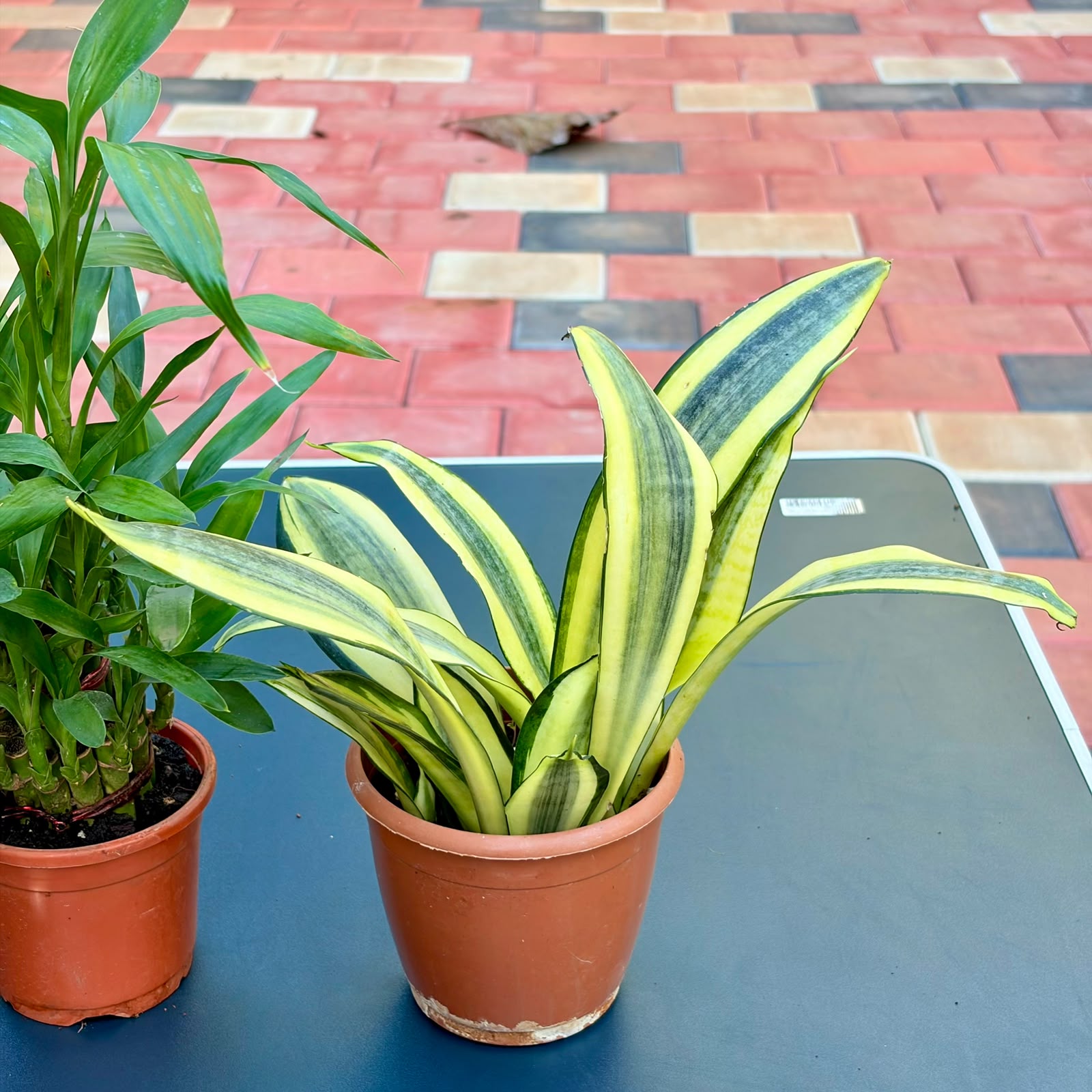 The Unkillable Desk Combo – 3 Plants (Potted)
