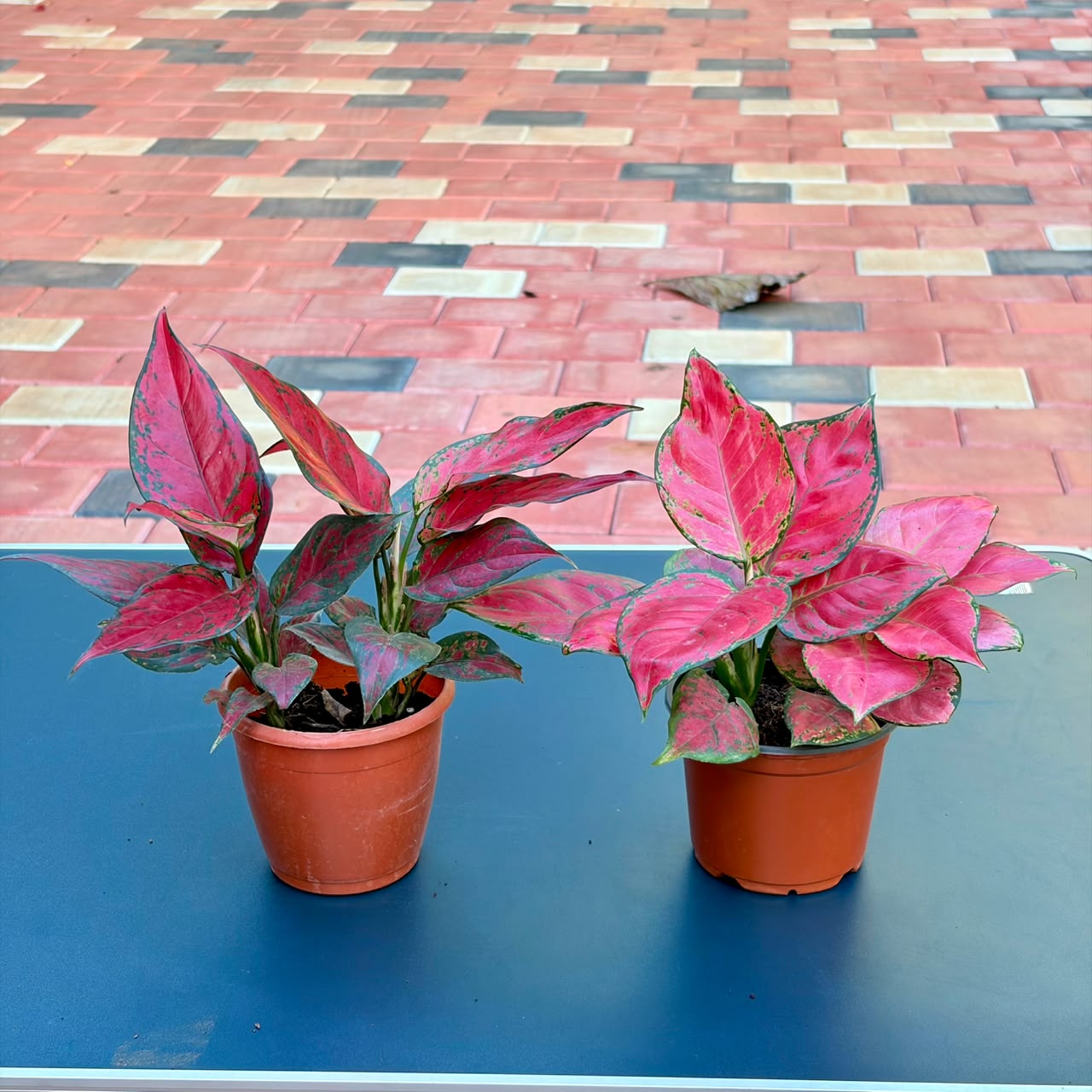 The Red Beauty Bundle - 2 Plants (Potted)