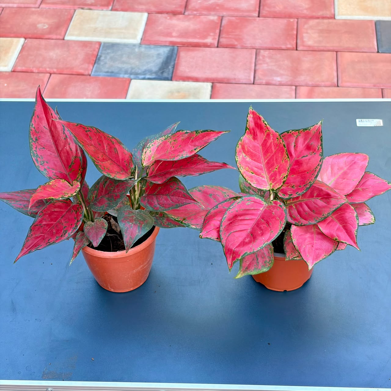 The Red Beauty Bundle - 2 Plants (Potted)