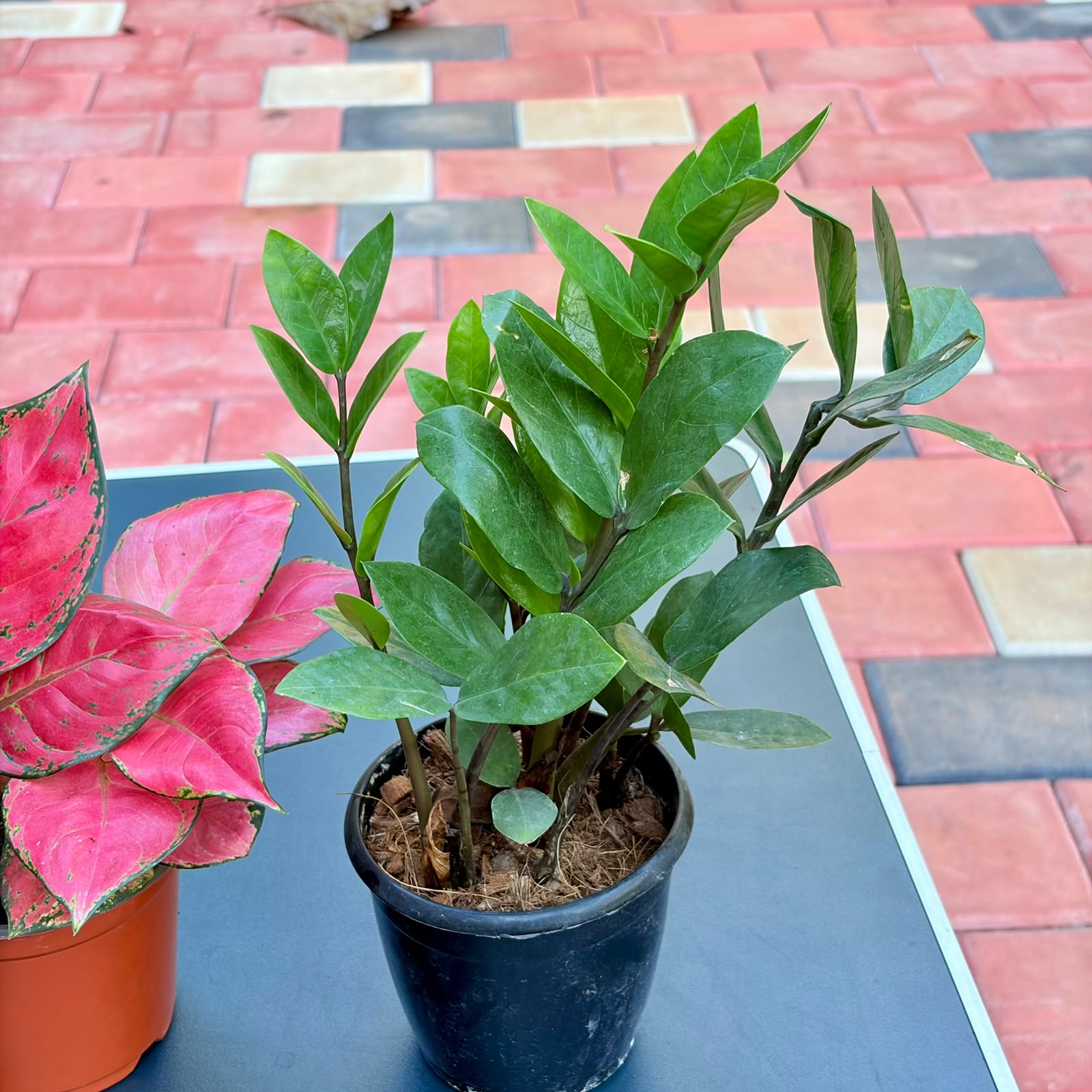 The Easy Color Combo - 3 Plants (Potted)