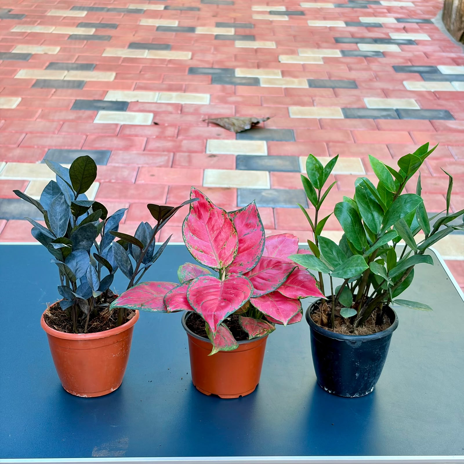 The Easy Color Combo - 3 Plants (Potted)