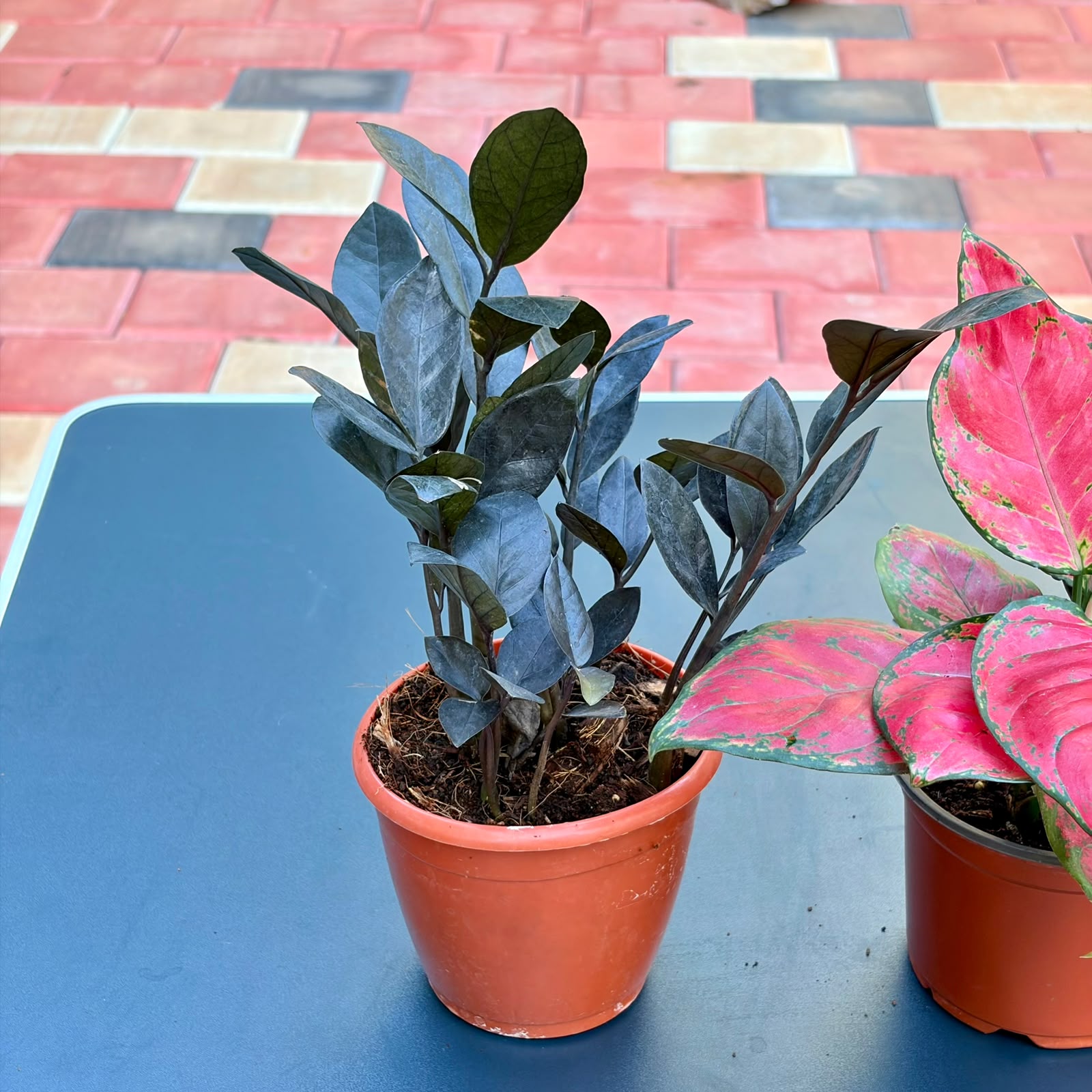 The Easy Color Combo - 3 Plants (Potted)