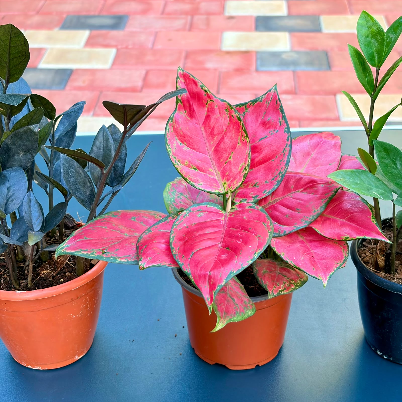 The Easy Color Combo - 3 Plants (Potted)