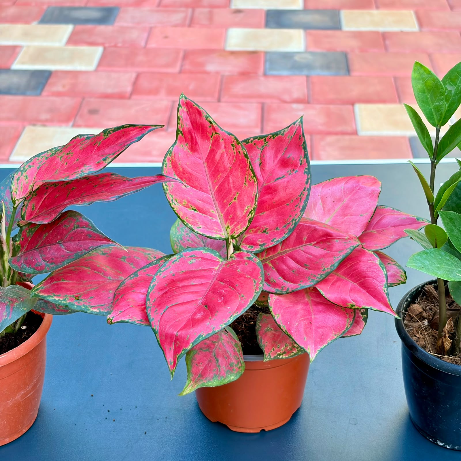 The Colorful Easy Care Set - 3 Plants (Potted)