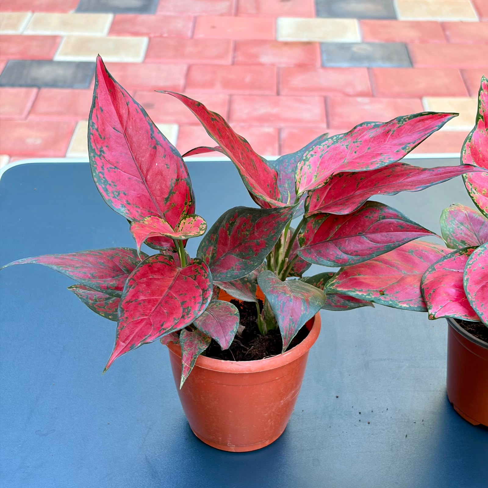 The Colorful Easy Care Set - 3 Plants (Potted)