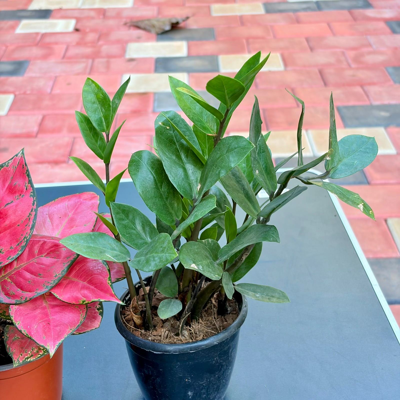 The Colorful Easy Care Set - 3 Plants (Potted)