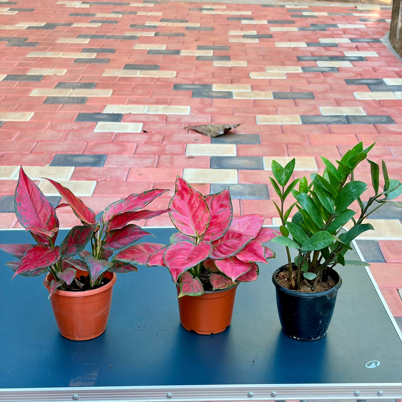 The Colorful Easy Care Set - 3 Plants (Potted)