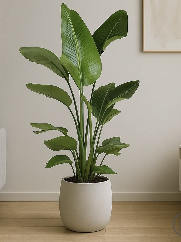 Premium Indoor Plants