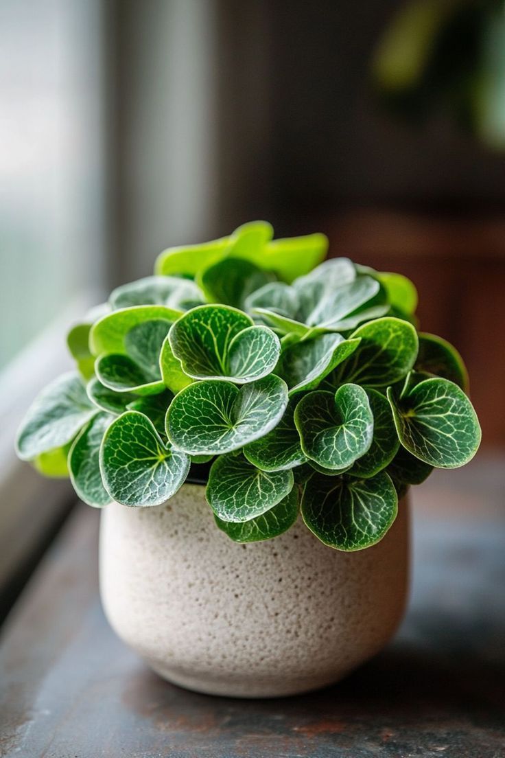 Low Maintenance Plants