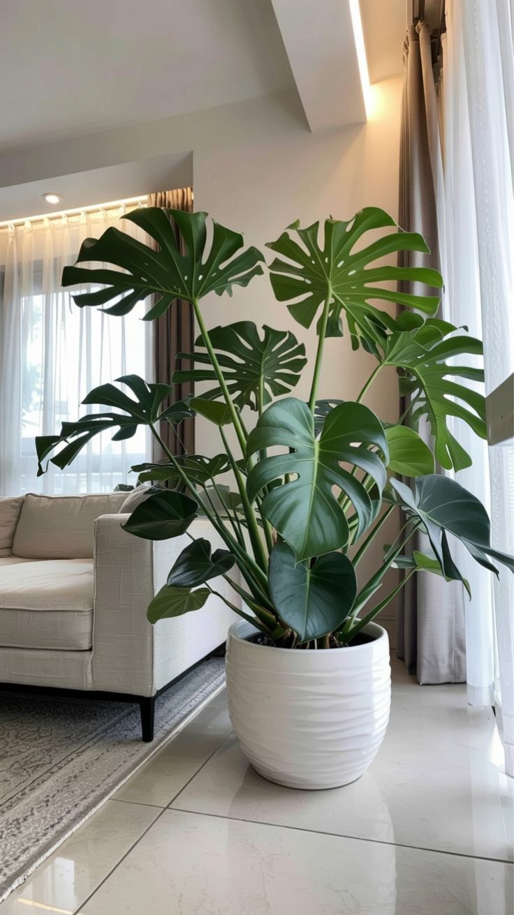 Decorative Plants