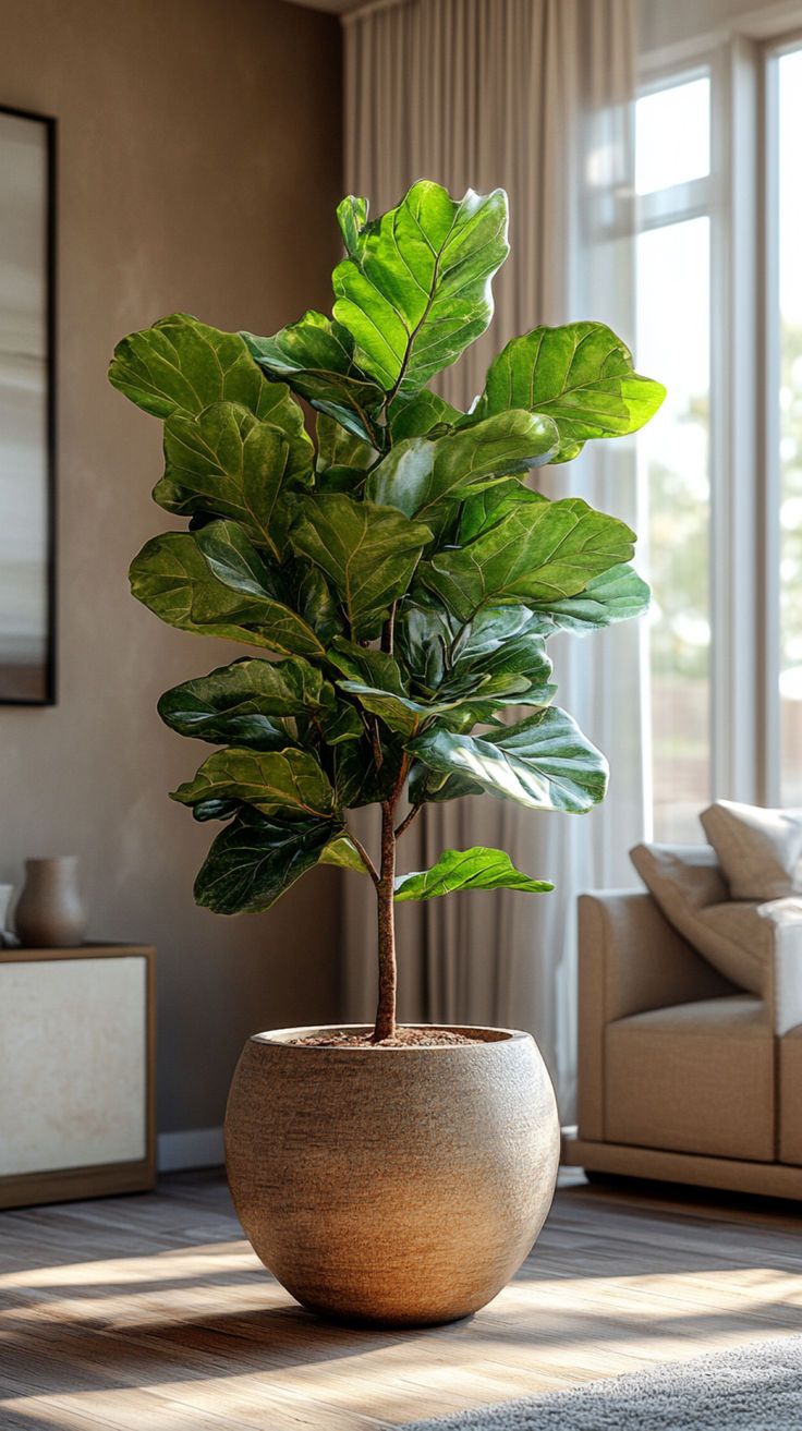 Philodendron