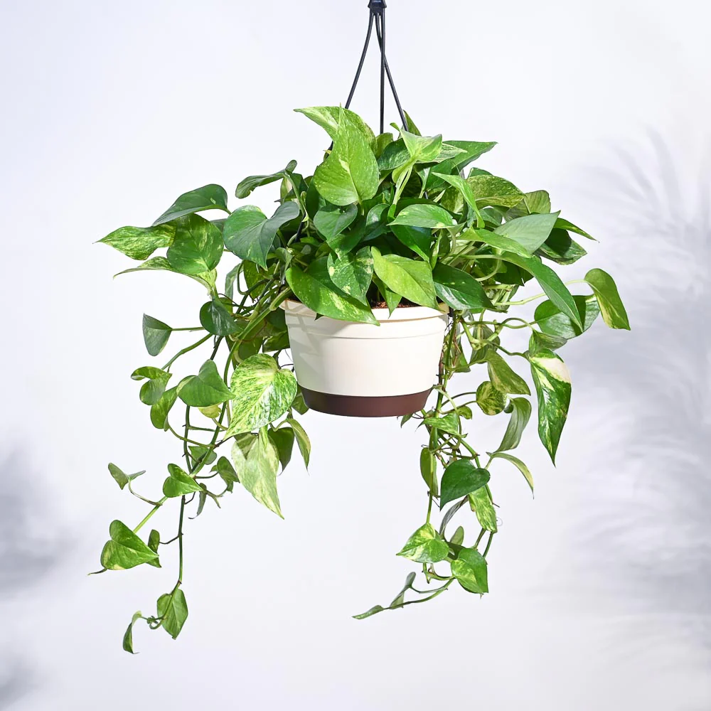 Money Plant