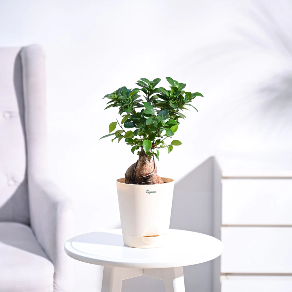 Bougainvilla