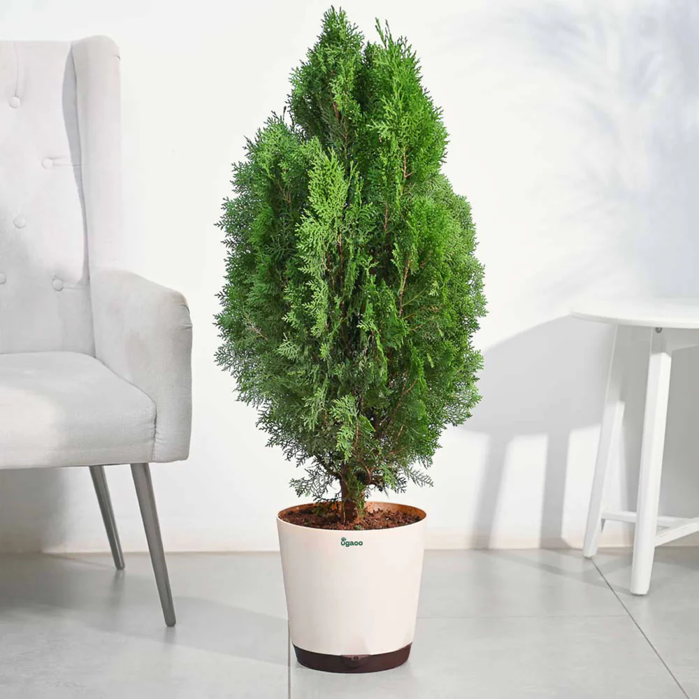 Thuja Plant